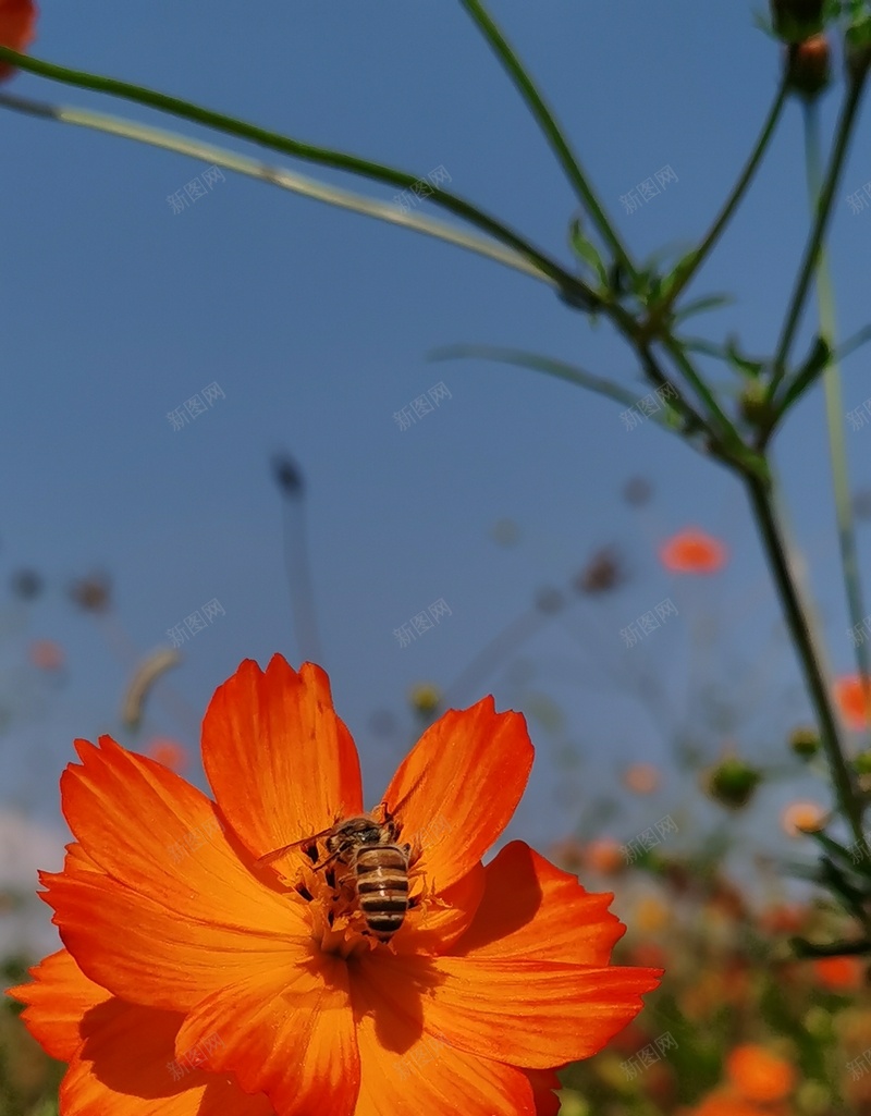 初秋格桑花语9jpg设计背景_新图网 https://ixintu.com 初秋印象 幸福 格桑花 美好时光