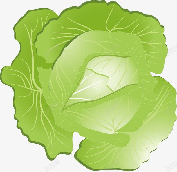 包心菜png免抠素材_新图网 https://ixintu.com 包心白菜 烹饪 绿色食品 蔬菜