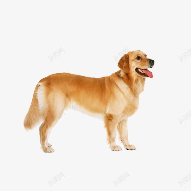 金毛犬动物png免抠素材_新图网 https://ixintu.com 动物 动物图片 图片 金毛犬