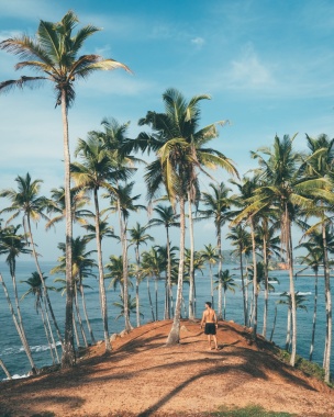 椰子树海边沙滩背景