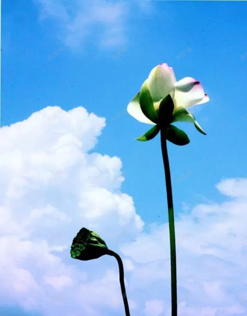 夏季荷花海报设计jpg设计背景_新图网 https://ixintu.com 荷花 莲蓬 特写 含苞待放 自然 生机 繁衍 蓝天