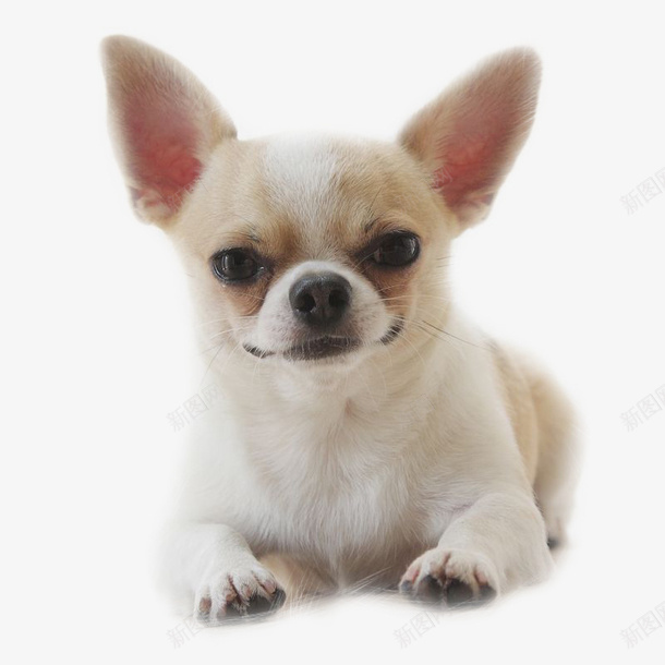 吉娃娃萌犬小狗png免抠素材_新图网 https://ixintu.com 吉娃娃 小犬 小狗 萌犬