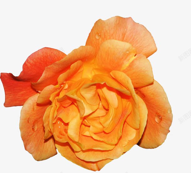 橙黄色玫瑰png免抠素材_新图网 https://ixintu.com 玫瑰 花 花朵 花瓣 黄玫瑰