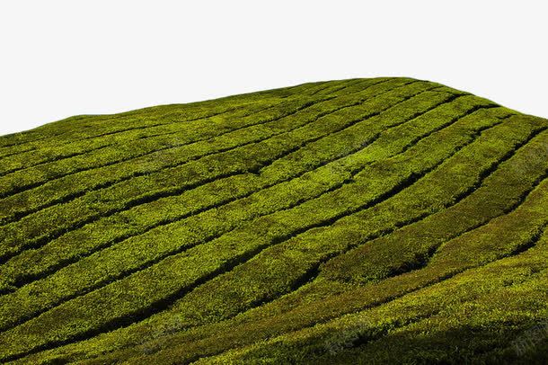 绿色茶田png免抠素材_新图网 https://ixintu.com 植物 绿色 茶园 茶田