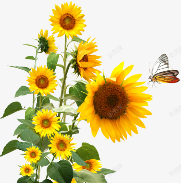 向日葵蝴蝶花朵叶片png免抠素材_新图网 https://ixintu.com 叶片 向日葵 抽象向日葵 花朵 蝴蝶