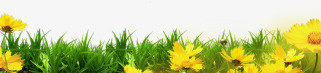 花草png免抠素材_新图网 https://ixintu.com 春天 生机勃勃 绿色 背景装饰