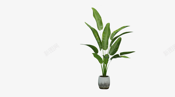 绿色的叶子花png免抠素材_新图网 https://ixintu.com 植物 盆栽 绿叶 花