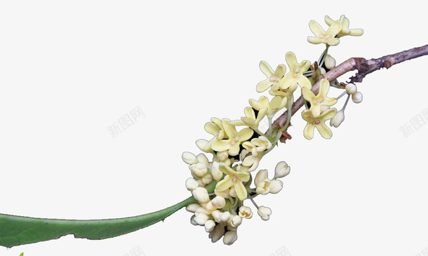 中秋桂花飘香png免抠素材_新图网 https://ixintu.com 中秋 手绘 桂花 秋天