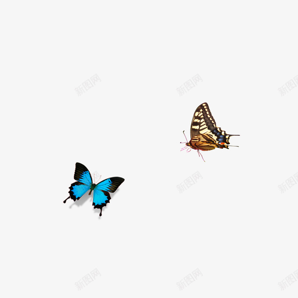漂浮的蝴蝶psd免抠素材_新图网 https://ixintu.com 漂浮蝴蝶 蝴蝶 飞舞蝴蝶