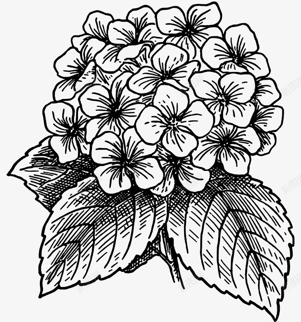 手绘绣球花矢量图ai免抠素材_新图网 https://ixintu.com 手绘 绣球 花 矢量图