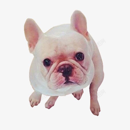 法国国犬png免抠素材_新图网 https://ixintu.com 体型中等 法斗 眼睛大 背毛平滑