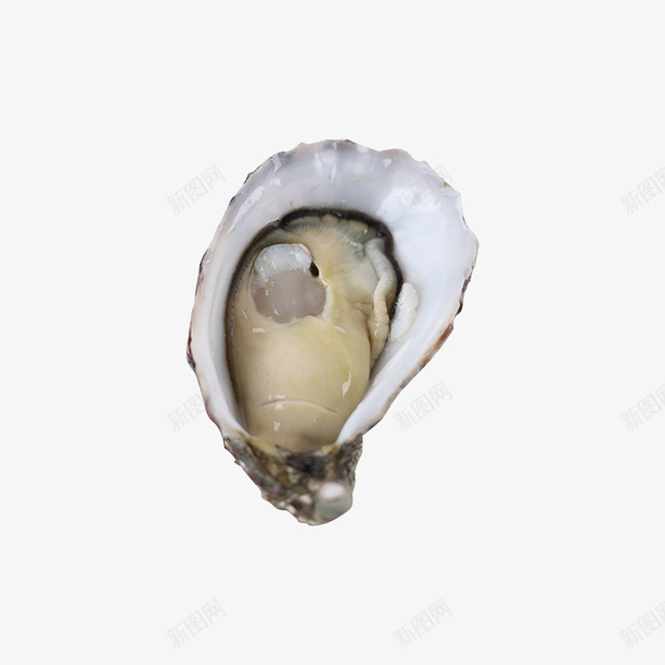 进口吉拉多生蚝png免抠素材_新图网 https://ixintu.com 吉拉多 新鲜 海鲜 生蚝