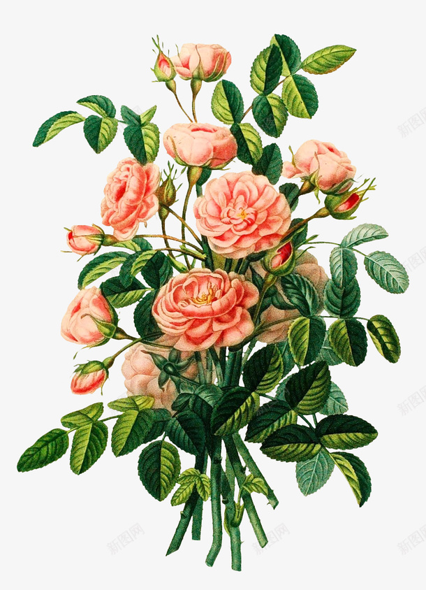 复古手绘元素植物插画png免抠素材_新图网 https://ixintu.com 复古 手绘 插画 植物 花卉