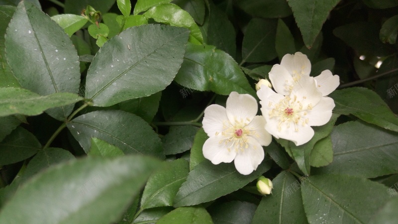 绿叶白花文艺背景图jpg设计背景_新图网 https://ixintu.com 文艺 白花 绿叶 背景图