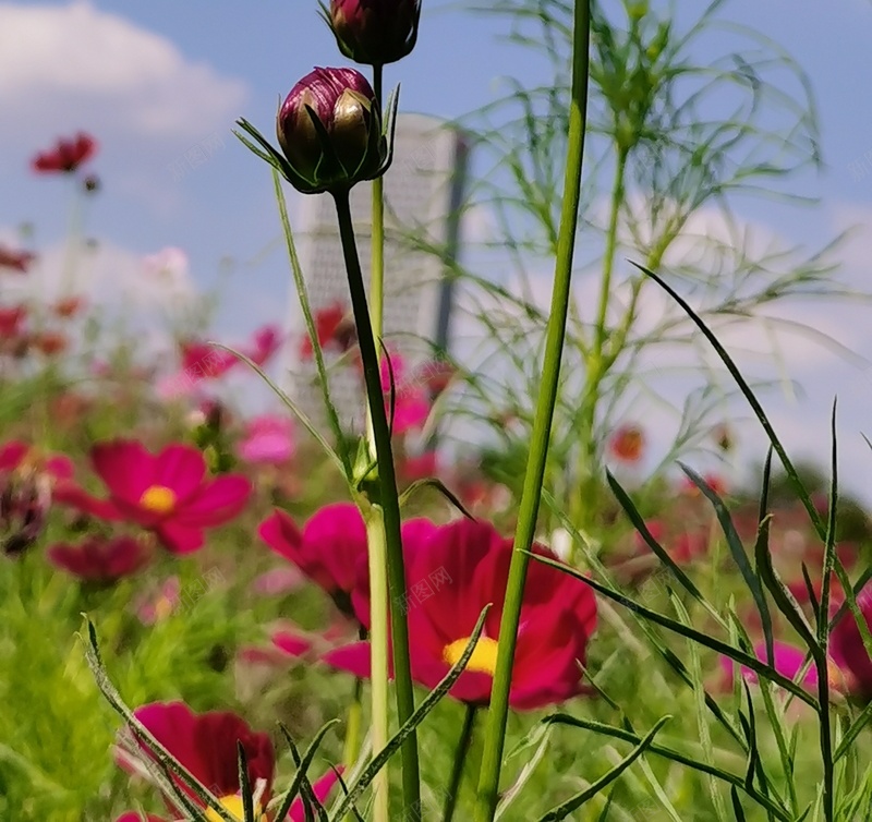 初秋印象格桑花16jpg设计背景_新图网 https://ixintu.com 格桑花 初秋印象 幸福 美好时光