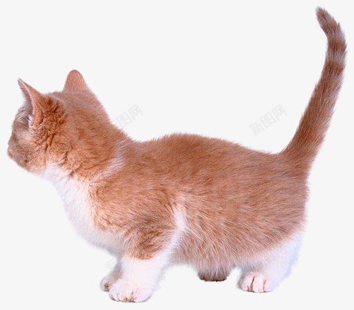猫咪黄色小猫活泼png免抠素材_新图网 https://ixintu.com 卖萌小猫 小猫 活泼 猫咪 黄色