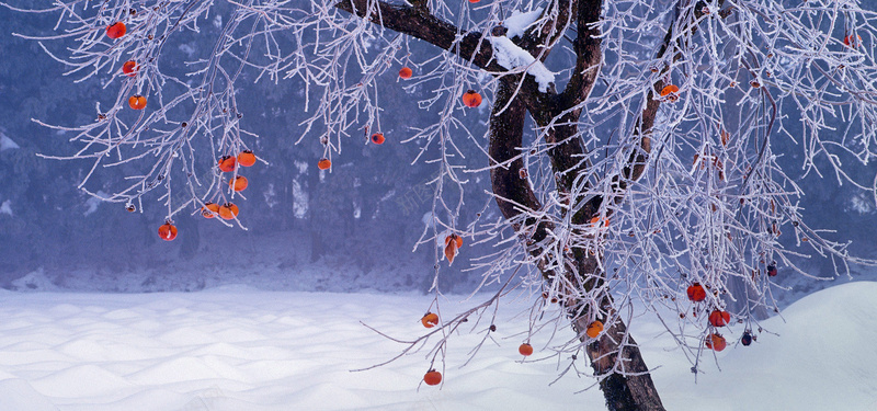 冬季果实淘宝海报背景bannerjpg设计背景_新图网 https://ixintu.com 树林 冬季 雪 红果 海报banner 摄影 风景
