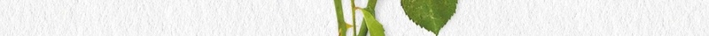 教师节粉色玫瑰花文艺宣传psd设计背景_新图网 https://ixintu.com 9月10日 图片 宣传 小清新 教师节 文字排版 文艺 简约 鲜花