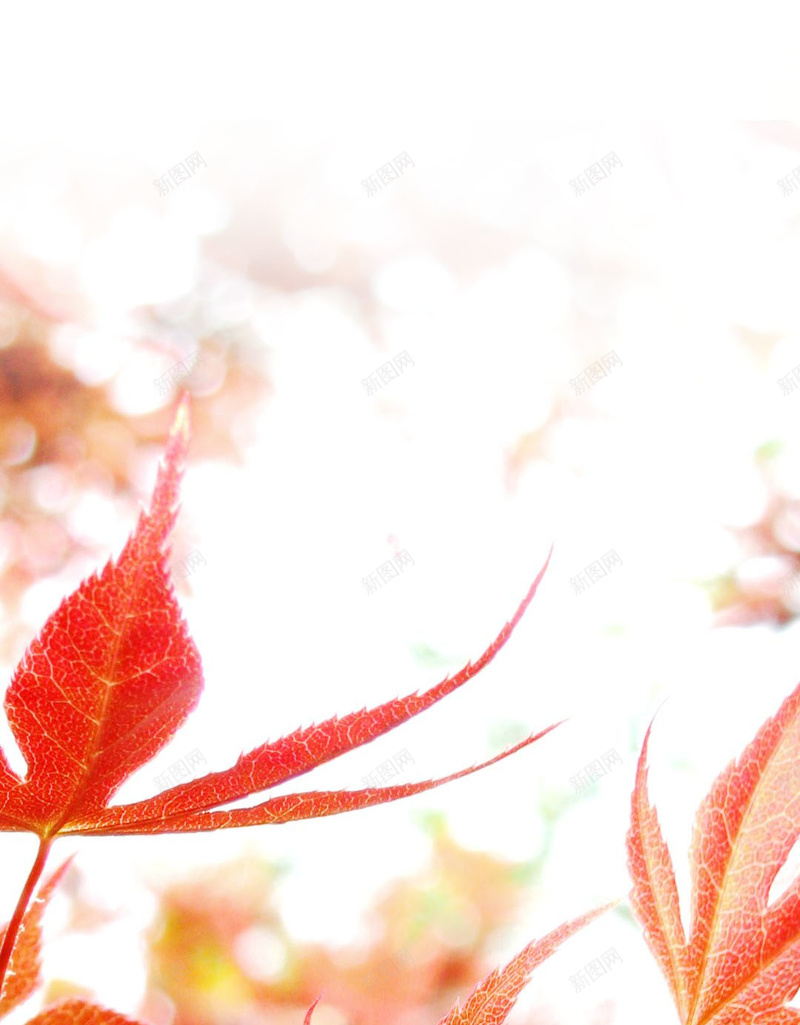 红色唯美枫叶H5背景jpg设计背景_新图网 https://ixintu.com 红色 枫叶背景 背景红色 枫叶 红色背景 摄影 风景