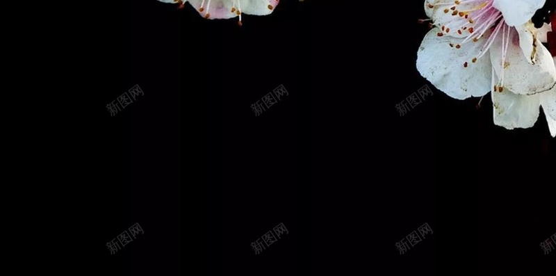 白色梅花小清新摄影H5背景jpg设计背景_新图网 https://ixintu.com 白色 梅花 小清新 摄影 黑色 树枝 H5背景 滤镜