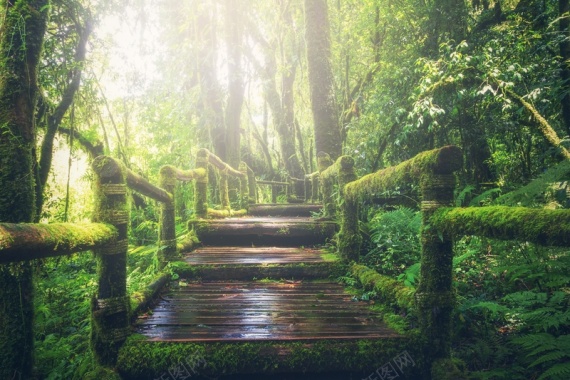 茂密森林中的木桥背景