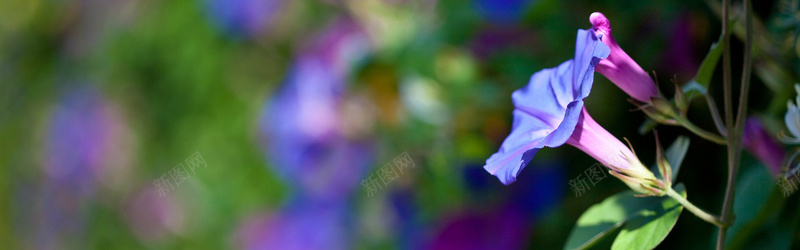 摄影牵牛花背景jpg设计背景_新图网 https://ixintu.com 摄影 牵牛花 背景 紫色喇叭花 唯美 海报banner 风景