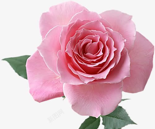 粉色层次花瓣png免抠素材_新图网 https://ixintu.com 层次 粉色 花朵 花瓣