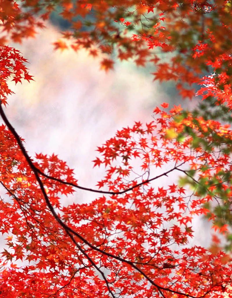 秋日红色主题风景H5背景jpg设计背景_新图网 https://ixintu.com 红色 树叶 植物 风景 摄影 H5 h5