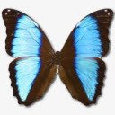 闪蝶png免抠素材_新图网 https://ixintu.com morphodeidamianeoptolomou