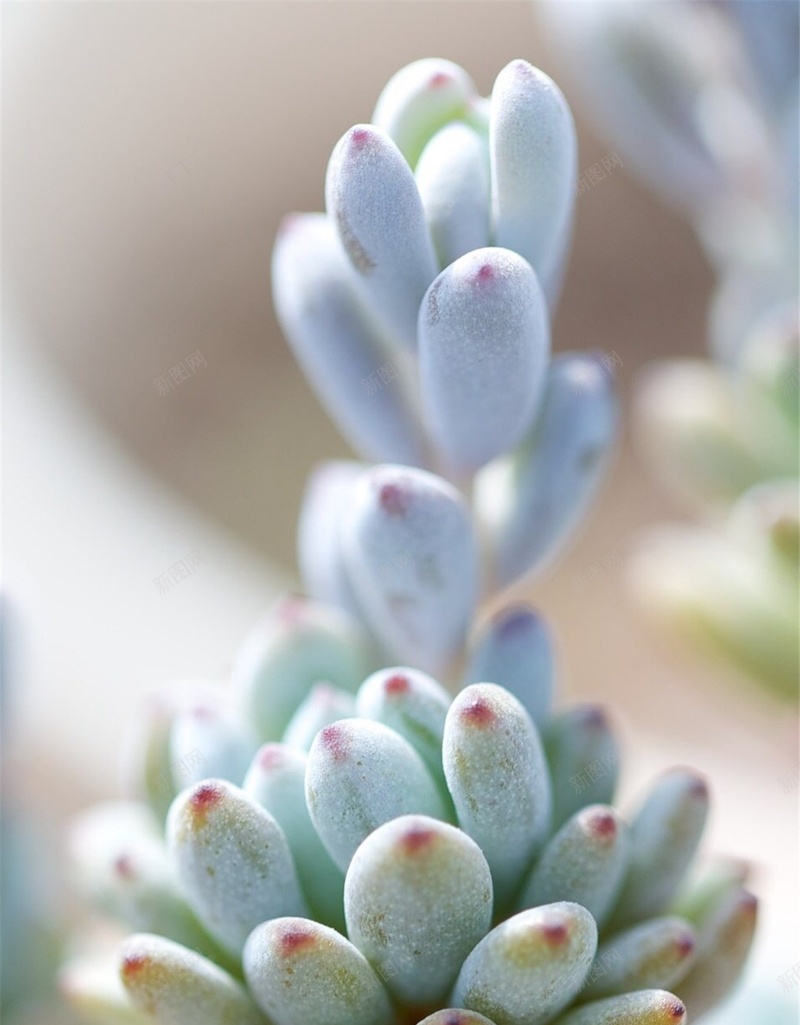 文艺清新多肉植物H5背景jpg设计背景_新图网 https://ixintu.com H5 h5 多肉 小清新 彩色 文艺 植物 清新 简约 萌