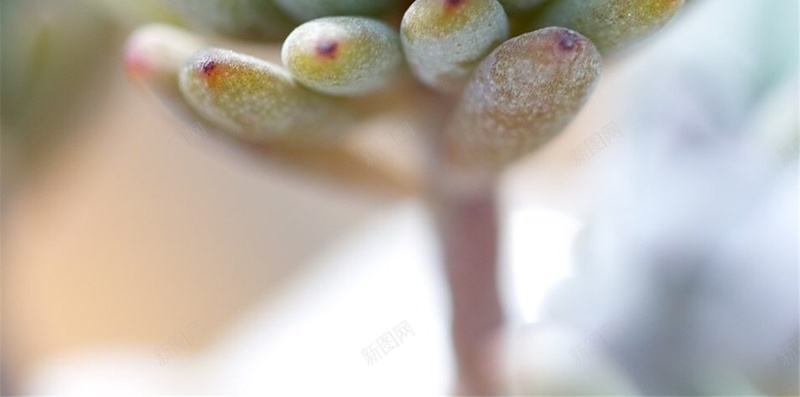 文艺清新多肉植物H5背景jpg设计背景_新图网 https://ixintu.com H5 h5 多肉 小清新 彩色 文艺 植物 清新 简约 萌