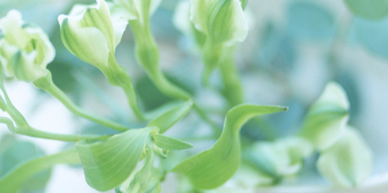 鲜花蓝天白云H5背景jpg设计背景_新图网 https://ixintu.com H5 动漫蓝天白云图片 梦幻 浪漫 白云 蓝天 鲜花