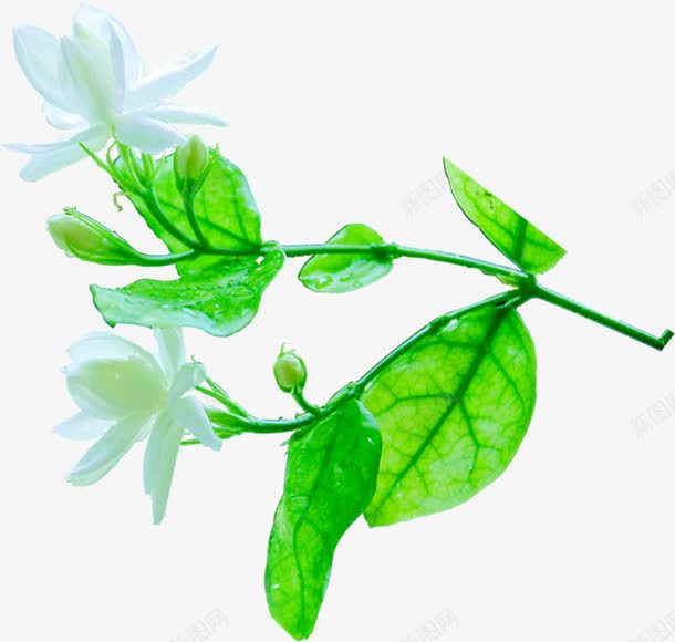清新白色花朵绿叶装饰png免抠素材_新图网 https://ixintu.com 清新 白色 绿叶 花朵 装饰