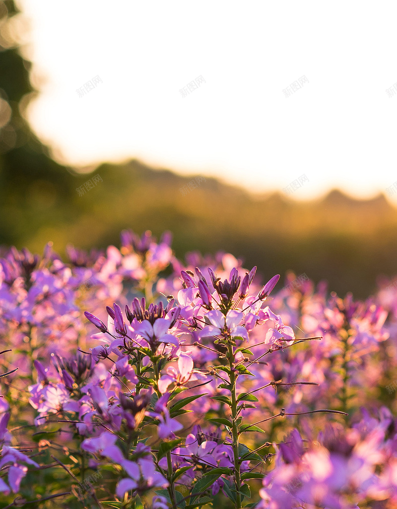 田园花朵小清新背景jpg设计背景_新图网 https://ixintu.com 田园 花朵 小清新 风景 摄影 H5 h5
