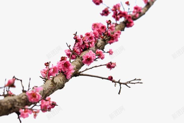 一树腊梅开png免抠素材_新图网 https://ixintu.com 一树 娇艳 植物 欣赏 腊梅开
