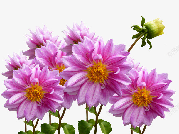 花花朵红花菊花花束png免抠素材_新图网 https://ixintu.com 周菊 红花 花 花朵 菊花