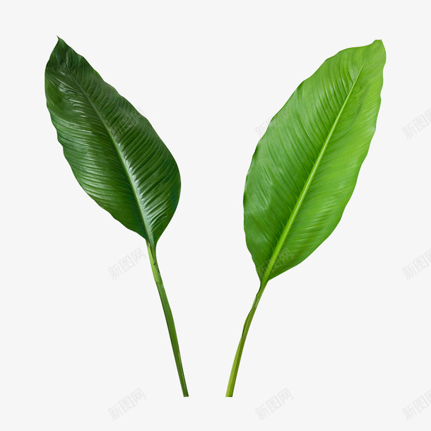 两片树叶素材png免抠素材_新图网 https://ixintu.com 免扣 树叶 绿植 植物