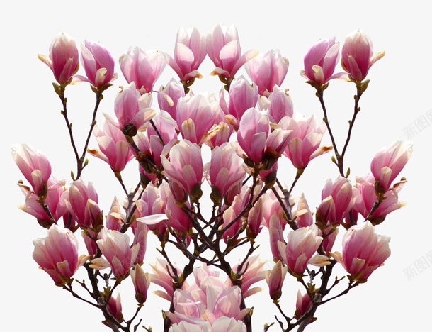 花花朵红花菊花木棉花png免抠素材_新图网 https://ixintu.com 木棉花 木棉花树 红花 花 花朵 菊花