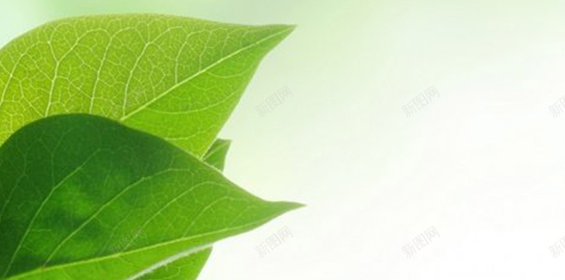 清新植物H5背景jpg设计背景_新图网 https://ixintu.com H5背景 唯美 小清新 文艺 植物 浪漫 简约