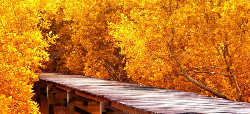 风景黄色树叶桥背景背景