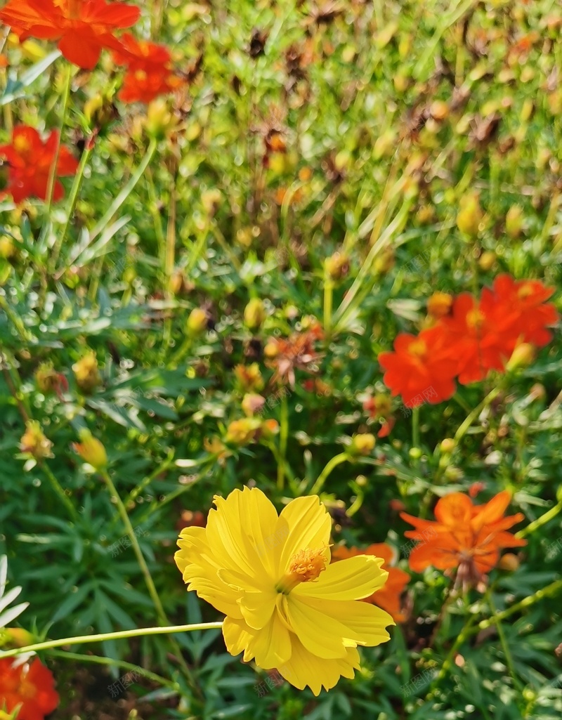 初秋格桑花语6jpg设计背景_新图网 https://ixintu.com 初秋印象 幸福 格桑花 美好时光