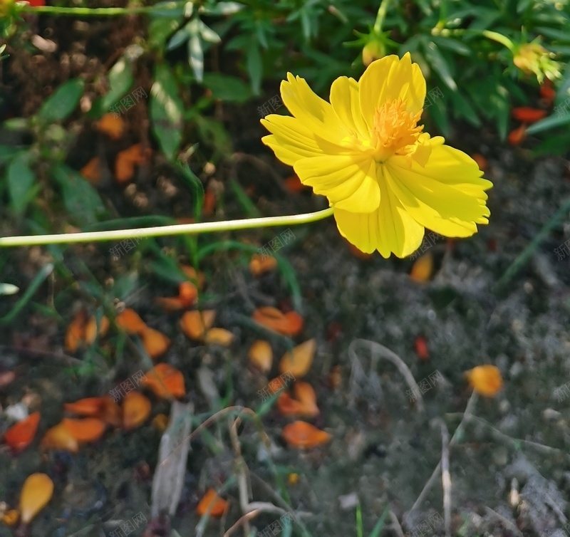初秋格桑花语6jpg设计背景_新图网 https://ixintu.com 初秋印象 幸福 格桑花 美好时光