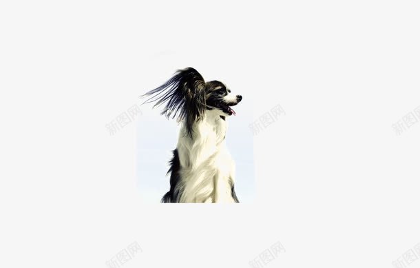 蝴蝶犬png免抠素材_新图网 https://ixintu.com 蝴蝶犬