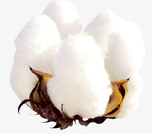 白色开花的棉花桃png免抠素材_新图网 https://ixintu.com 手绘 枝干 桔梗 棉花 棉花壳 棉花瓤 白色的 简图