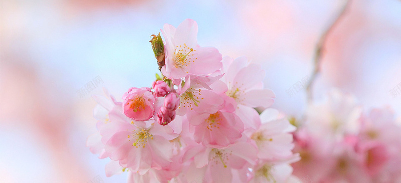 风景粉色梅花蓝光背景jpg设计背景_新图网 https://ixintu.com 风景 粉色 梅花 蓝光 海报banner 摄影