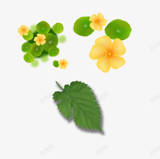 绿叶和黄花png免抠素材_新图网 https://ixintu.com 叶子 植物 绿叶 绿色 黄色 黄色花朵
