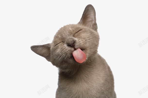 灰色猫咪头部png免抠素材_新图网 https://ixintu.com 头部 灰色 猫咪 素材