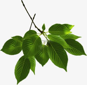 绿色翠绿树叶装饰png免抠素材_新图网 https://ixintu.com 树叶 绿色 翠绿 装饰