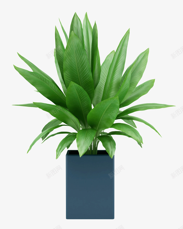 长叶盆栽png免抠素材_新图网 https://ixintu.com 植物 盆栽 素材 绿叶