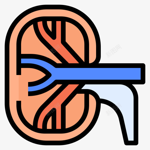 肾脏医学230线性颜色svg_新图网 https://ixintu.com 肾脏 医学 线性 颜色